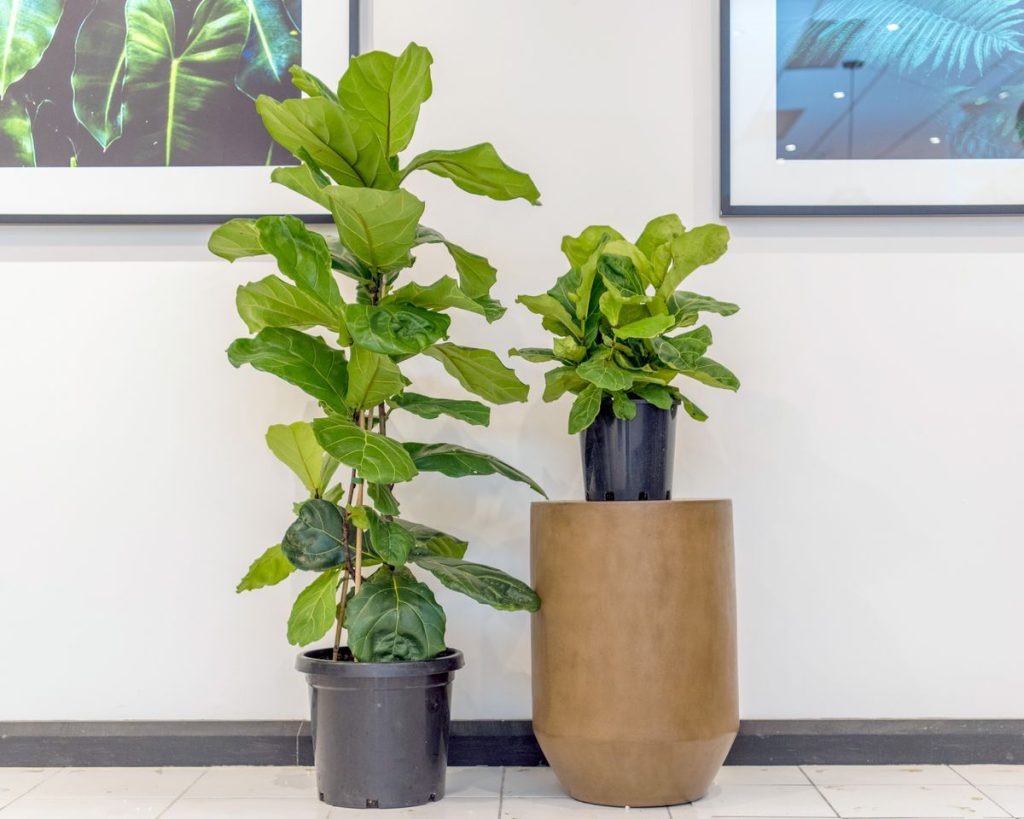 گیاهان آپارتمانی با رشد سریع فیکوس لیراتا