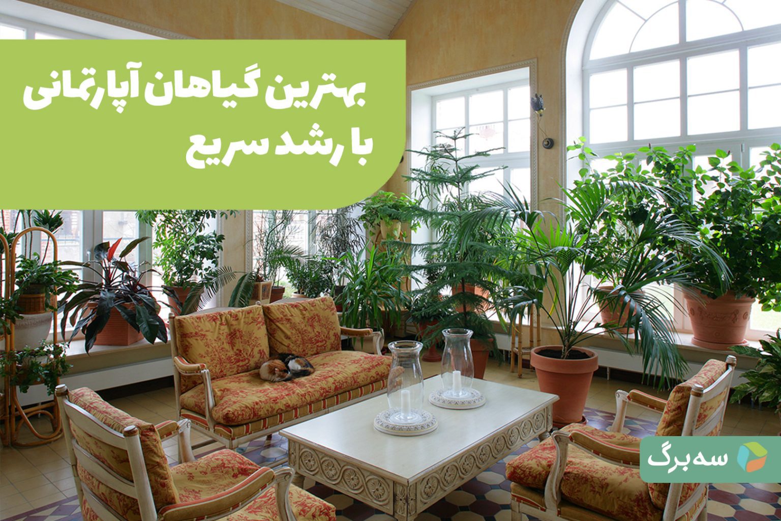 گیاهان آپارتمانی سریع‌الرشد