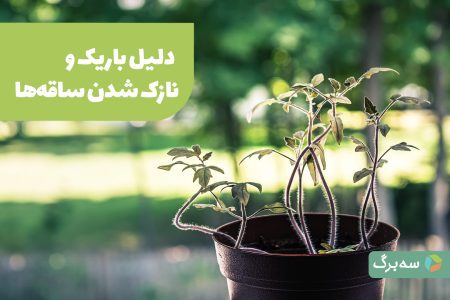 رشد علفی و باریک و نازک شدن ساقه‌ها