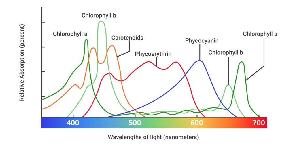 جذب طیف نور در بخش‌های مختلف سلول گیاهی