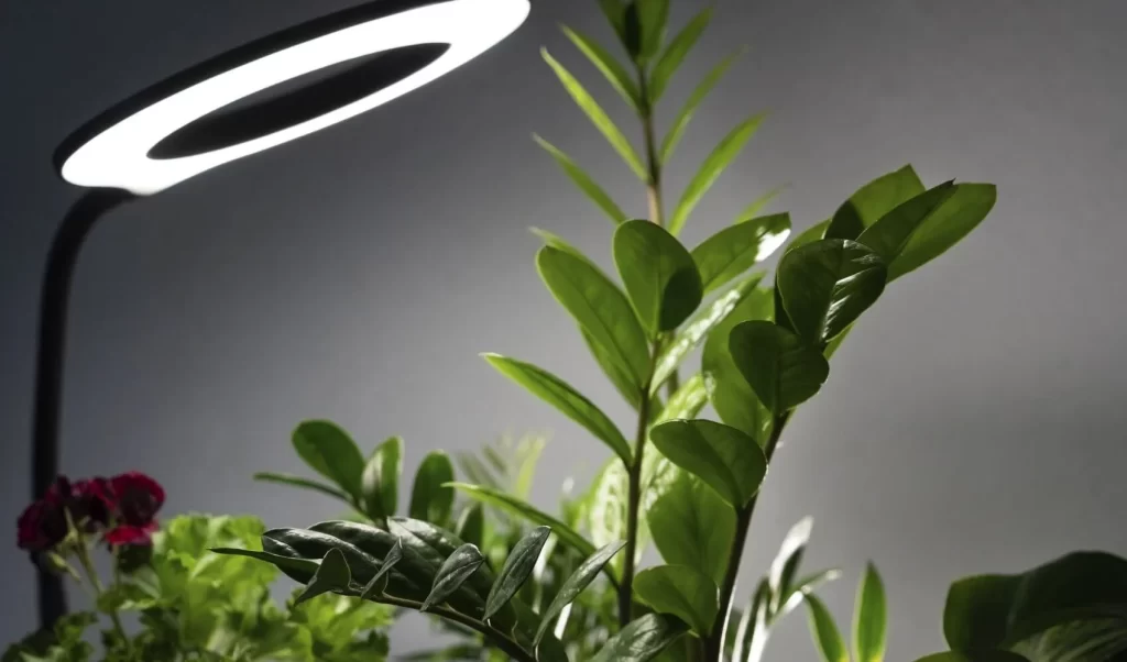 نور مصنوعی برای رشد گیاهان آپارتمانی