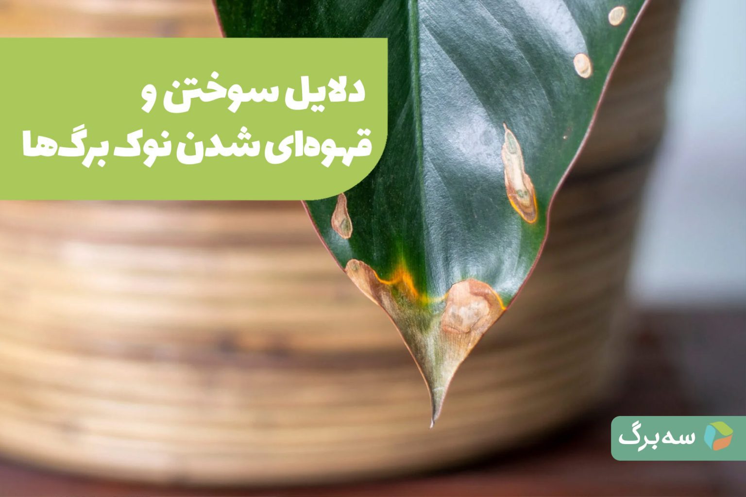 قهوه‌ای شدن نوک برگ‌ها