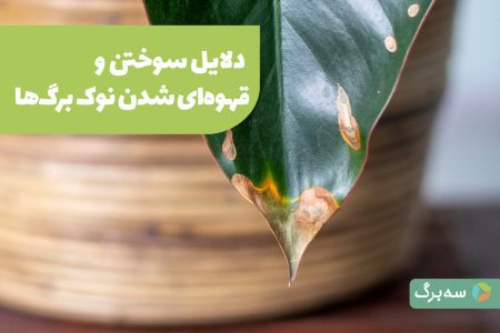 قهوه‌ای شدن نوک برگ‌ها