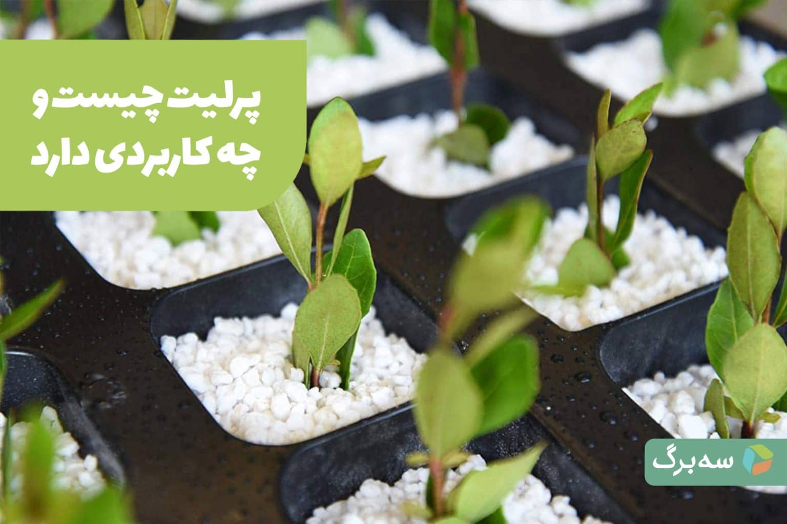 پرلیت باغبانی