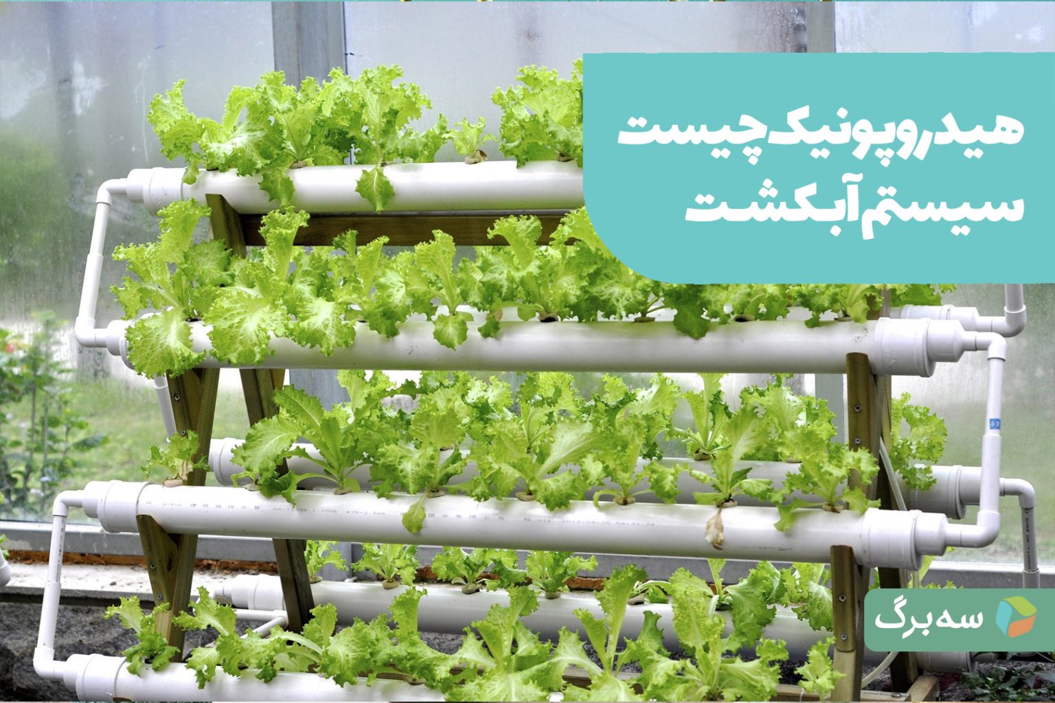 هیدروپونیک؛ کشت گیاه بدون خاک