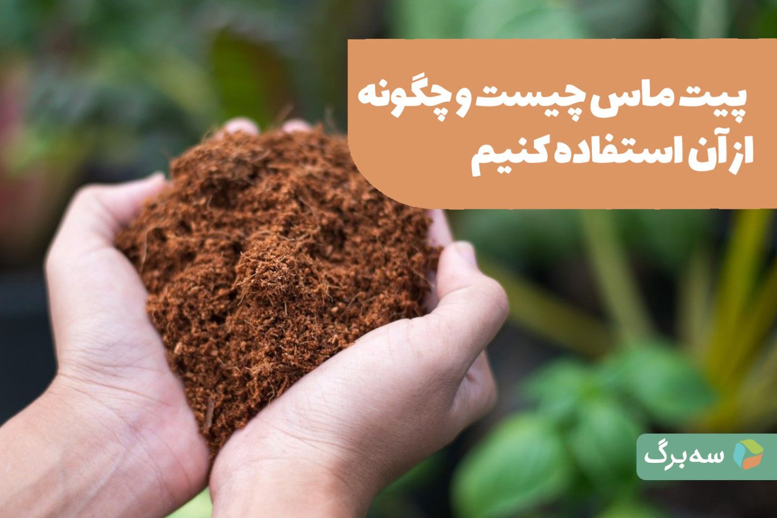 پیت ماس