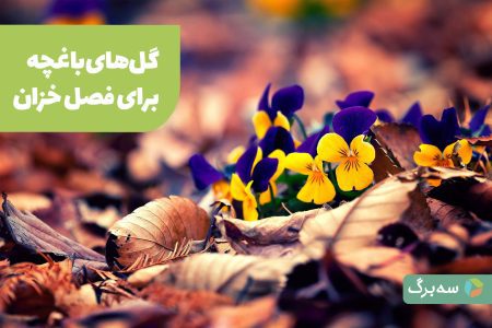 بهترین گل‌های پاییزی