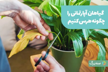هرس گیاهان آپارتمانی