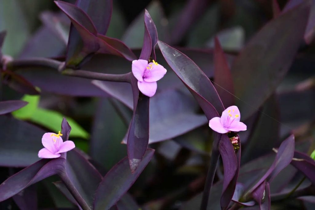 گیاهان آپارتمانی بنفش با نام و عکس Tradescantia pallida با برگ و ساقه بنفش