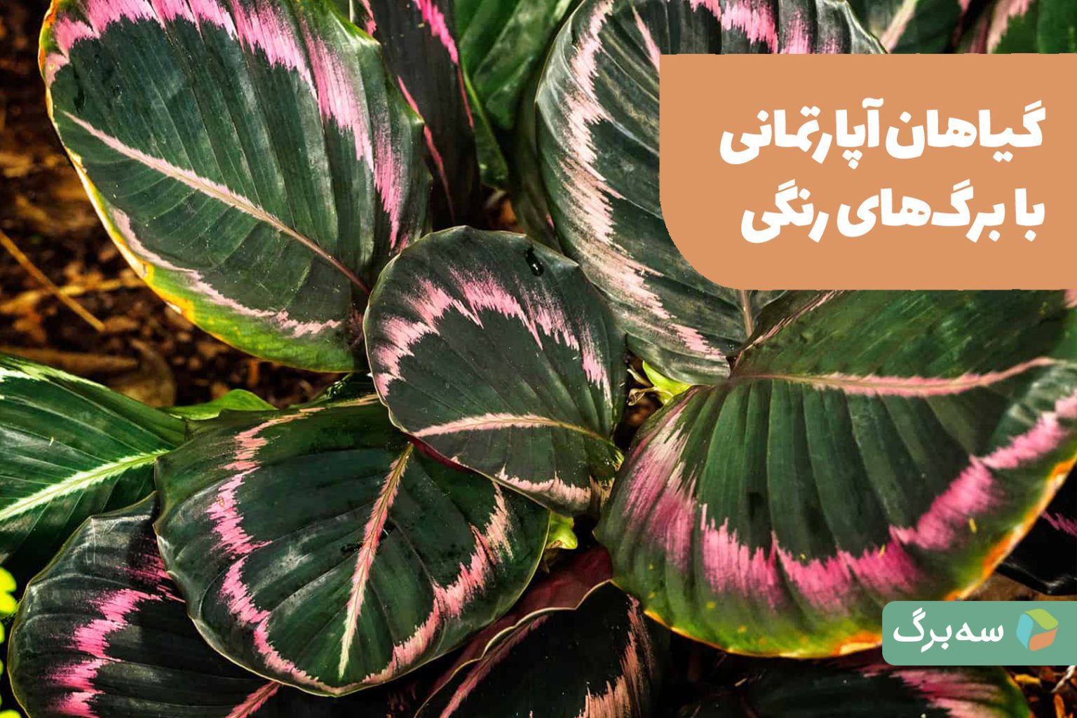چند گیاه آپارتمانی با برگ‌های رنگی