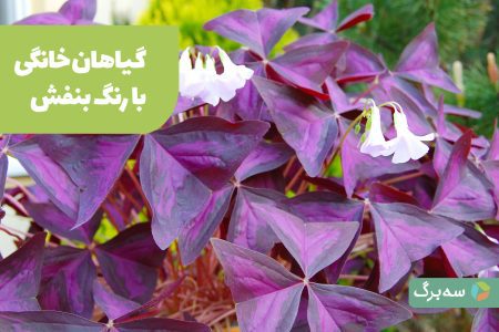 معرفی گیاهان خانگی با رنگ بنفش