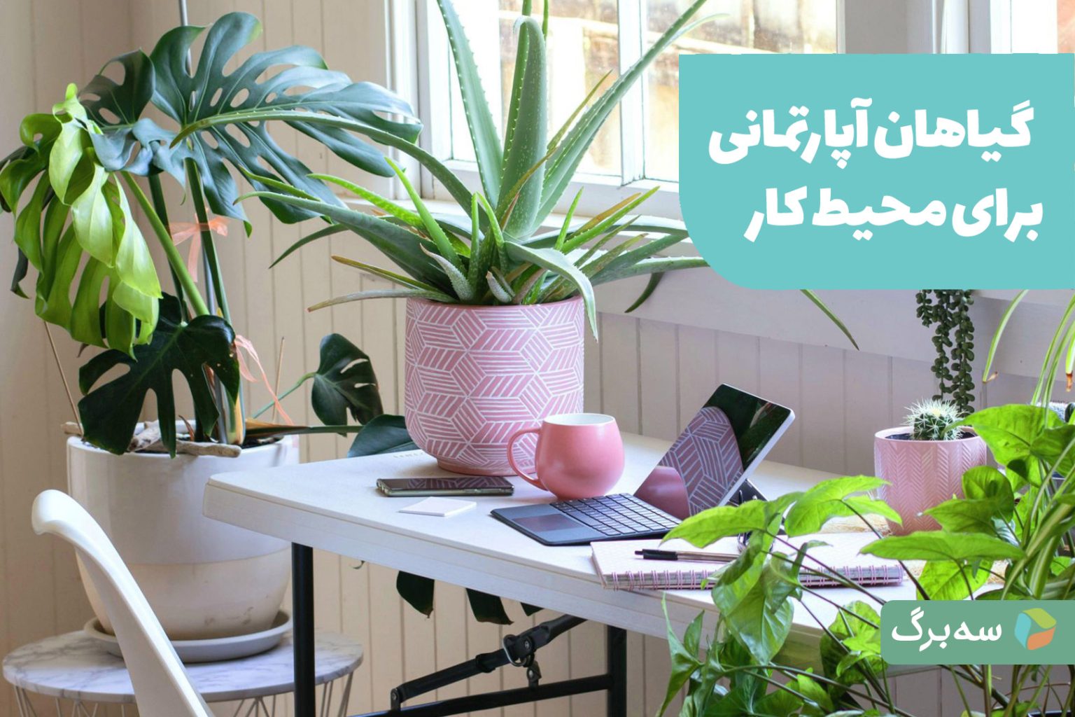 گیاهان مناسب محیط کار