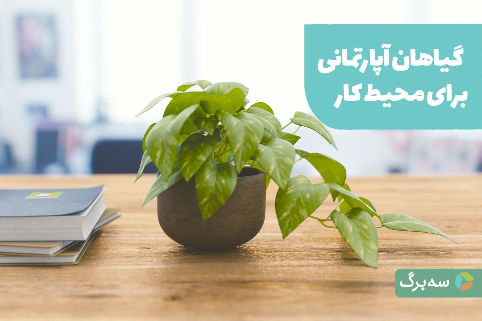 چرا گیاهان در محیط اداری یا زیر نور فلورسنت ضعیف میشوند؟ گیاهان آپارتمانی در محیط اداری زیر نور مصنوعی