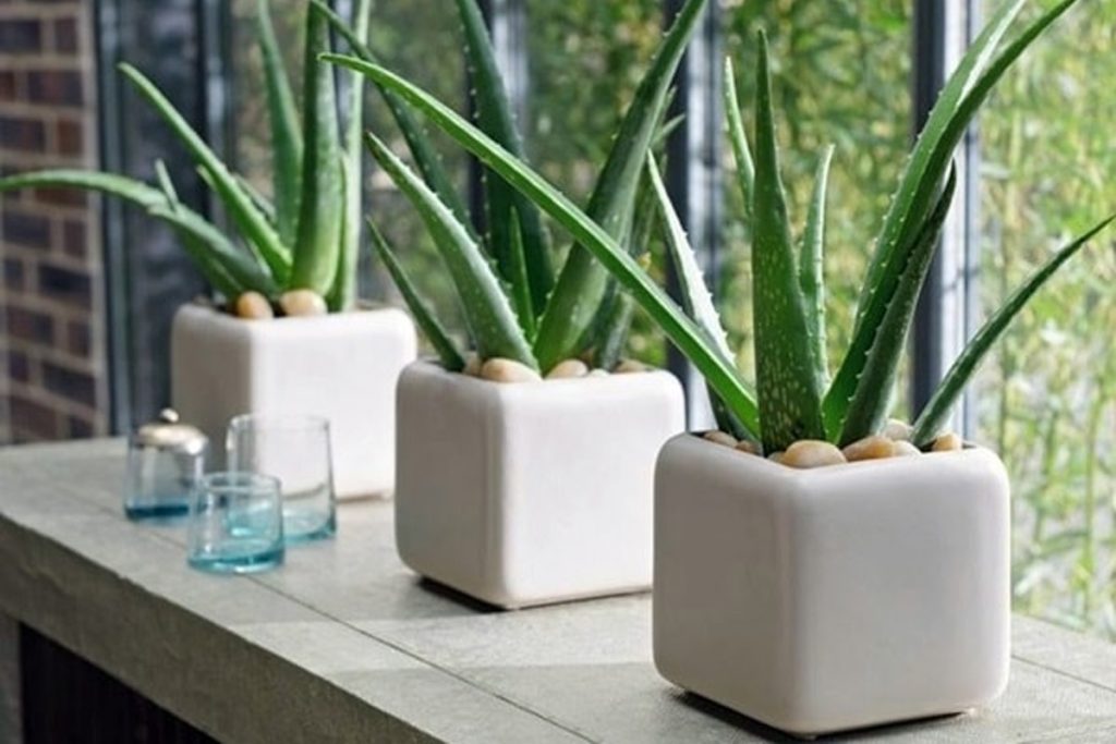 آلوئهورا، راهنمای نگهداری، آبیاری، خاک، کود و تکثیر Aloe vera گیاه آلوئهورا Aloe vera با برگهای گوشتی رزتی و حاشیه دندانهدار
