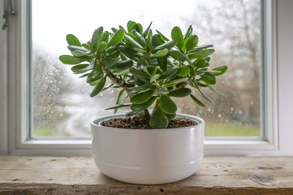کراسولا یشم، راهنمای نگهداری، آبیاری، خاک، کود و تکثیر Crassula ovata کراسولا یشم Crassula ovata با برگهای گوشتی سبز و ساقههای شاخهدار