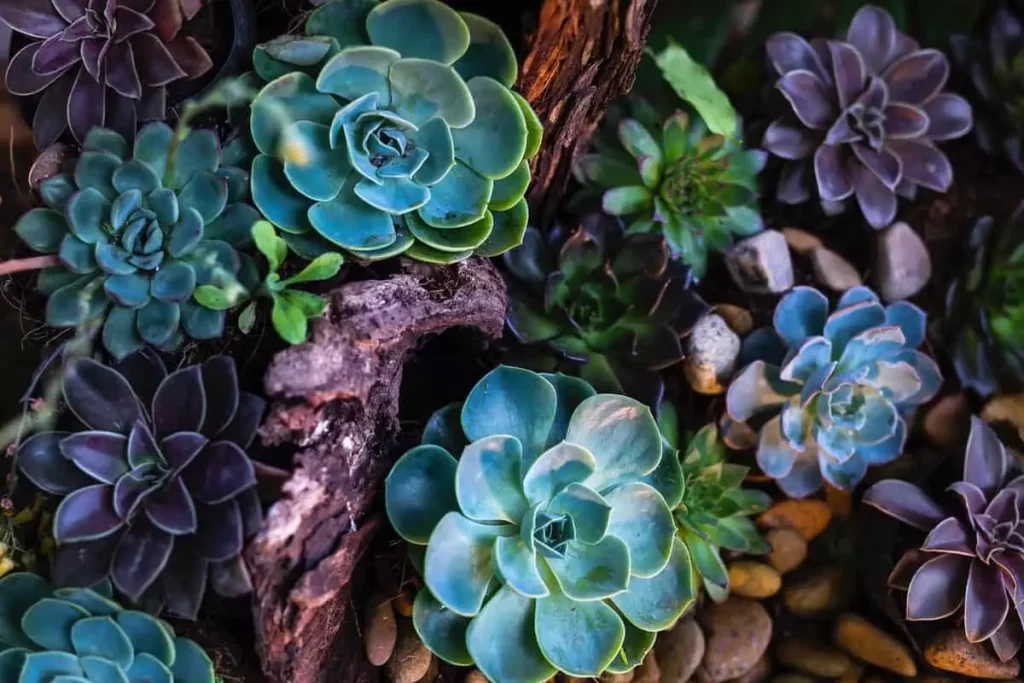 اچوریا، راهنمای نگهداری جنس Echeveria، نور، آبیاری، خاک و تکثیر چند اچوریا Echeveria با رزتهای گوشتی در رنگهای سبز، آبی و بنفش
