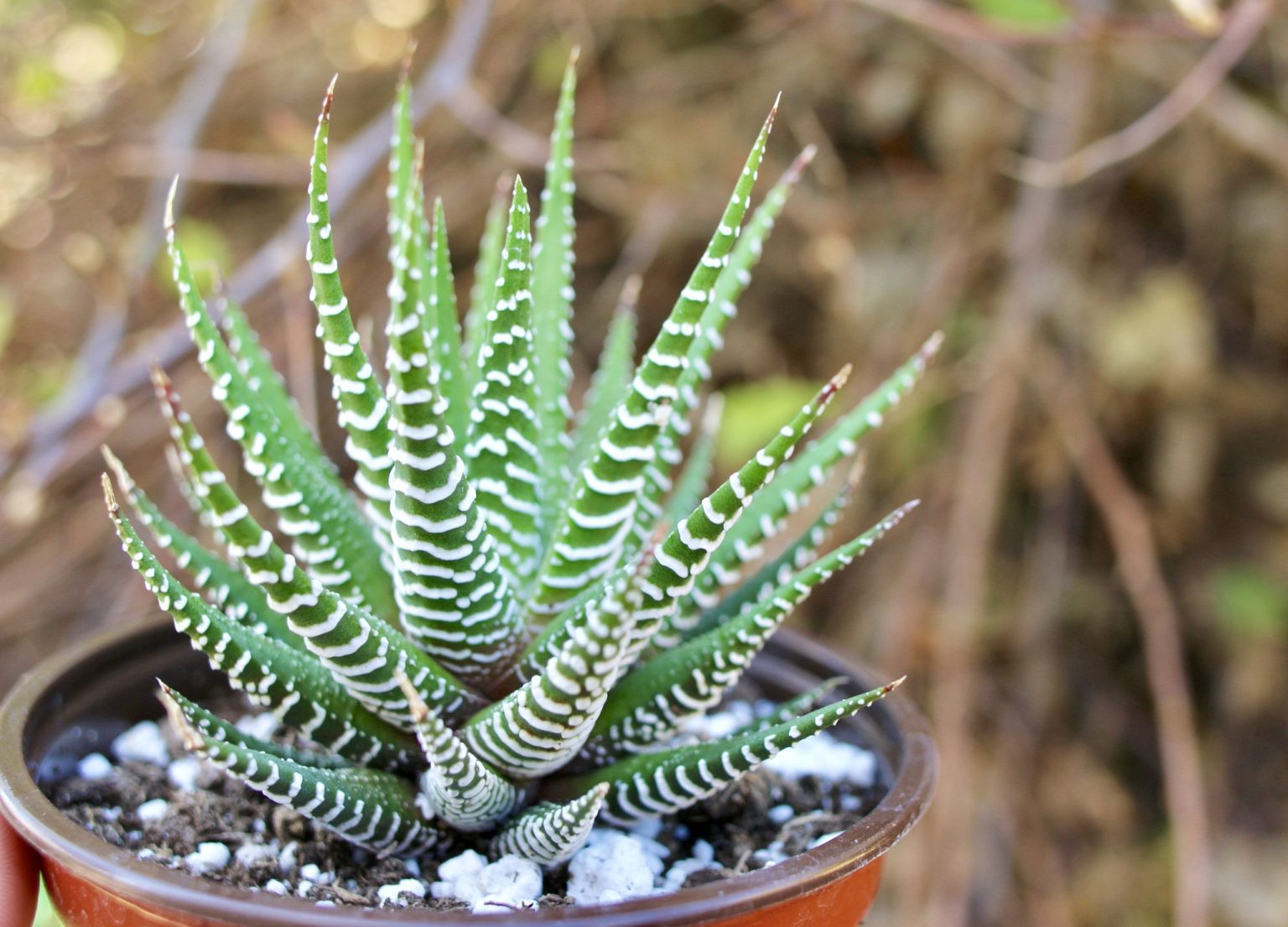 هاورتیا گورخری، تشخیص Haworthiopsis attenuata، تفاوت با fasciata و راهنمای نگهداری هاورتیا گورخری Haworthiopsis attenuata با رزت فشرده و برجستگیهای سفید روی برگهای سبز تیره