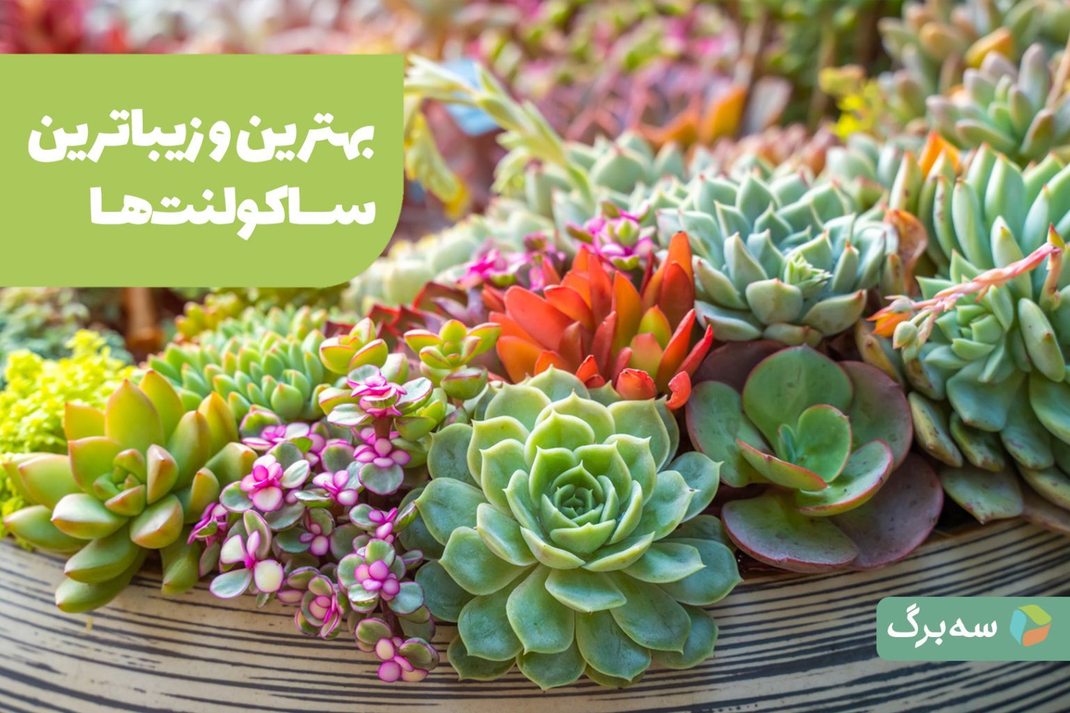 مجموعه‌ای از ساکولنت‌های آپارتمانی با فرم‌های مختلف