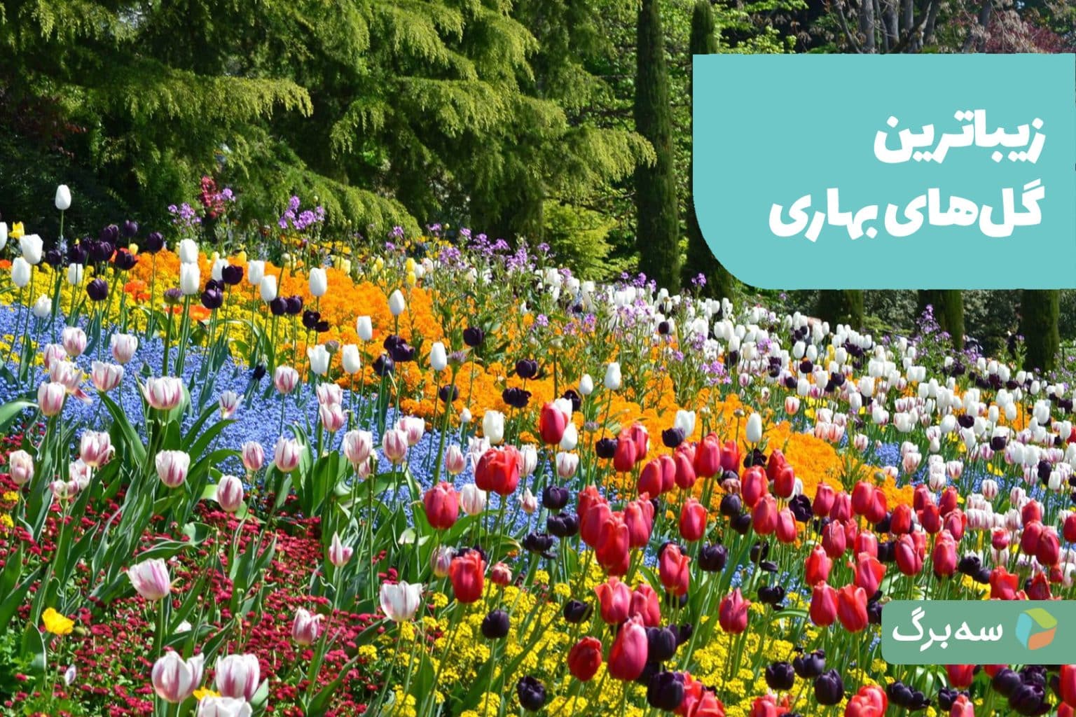 گل‌های بهاری رنگارنگ در باغچه