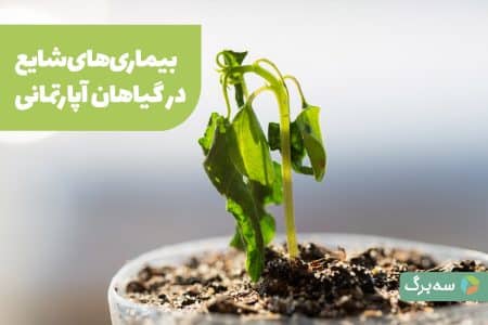 شایع‌ترین بیماری‌های گیاهان آپارتمانی