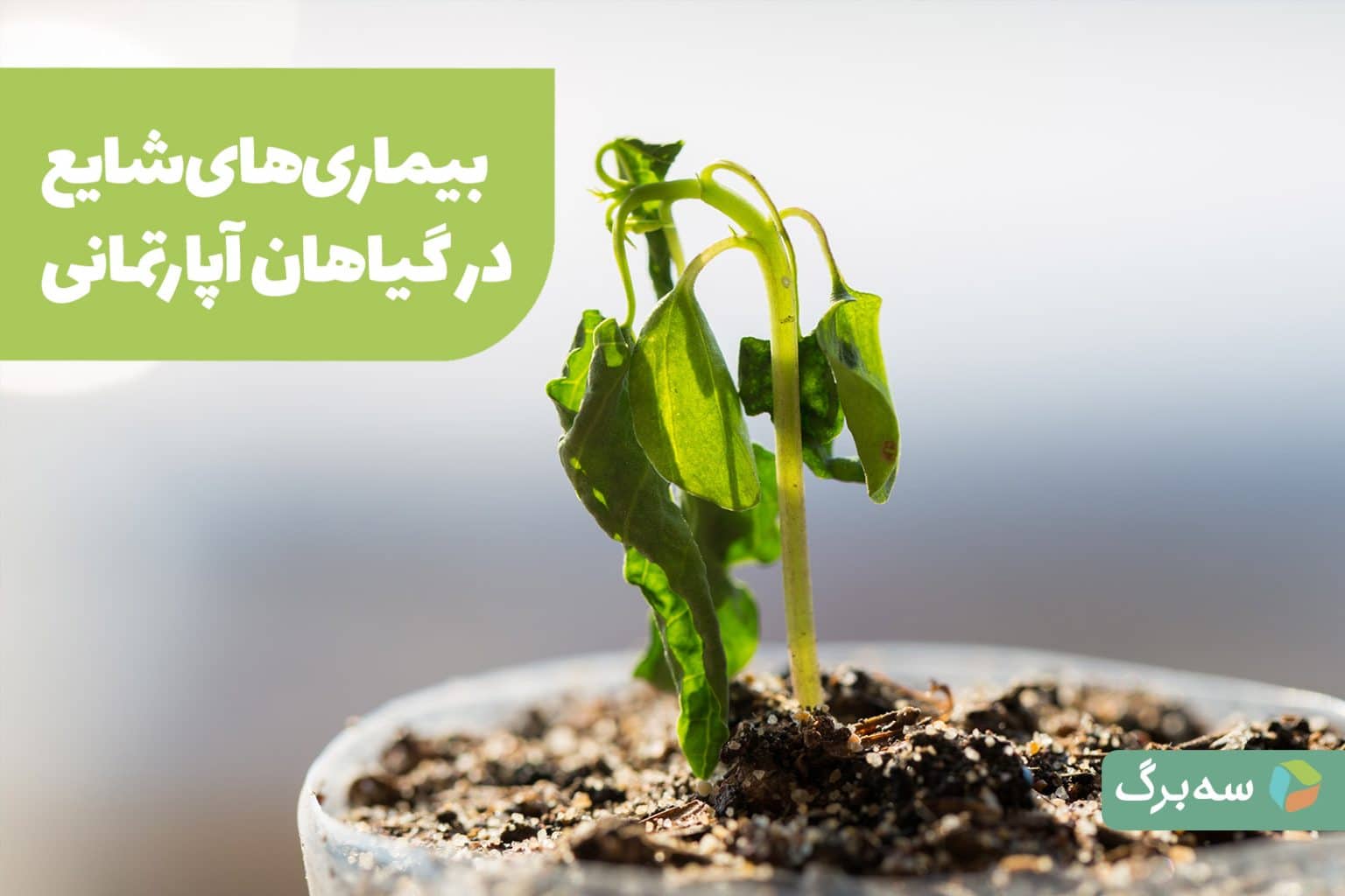 شایع‌ترین بیماری‌های گیاهان آپارتمانی