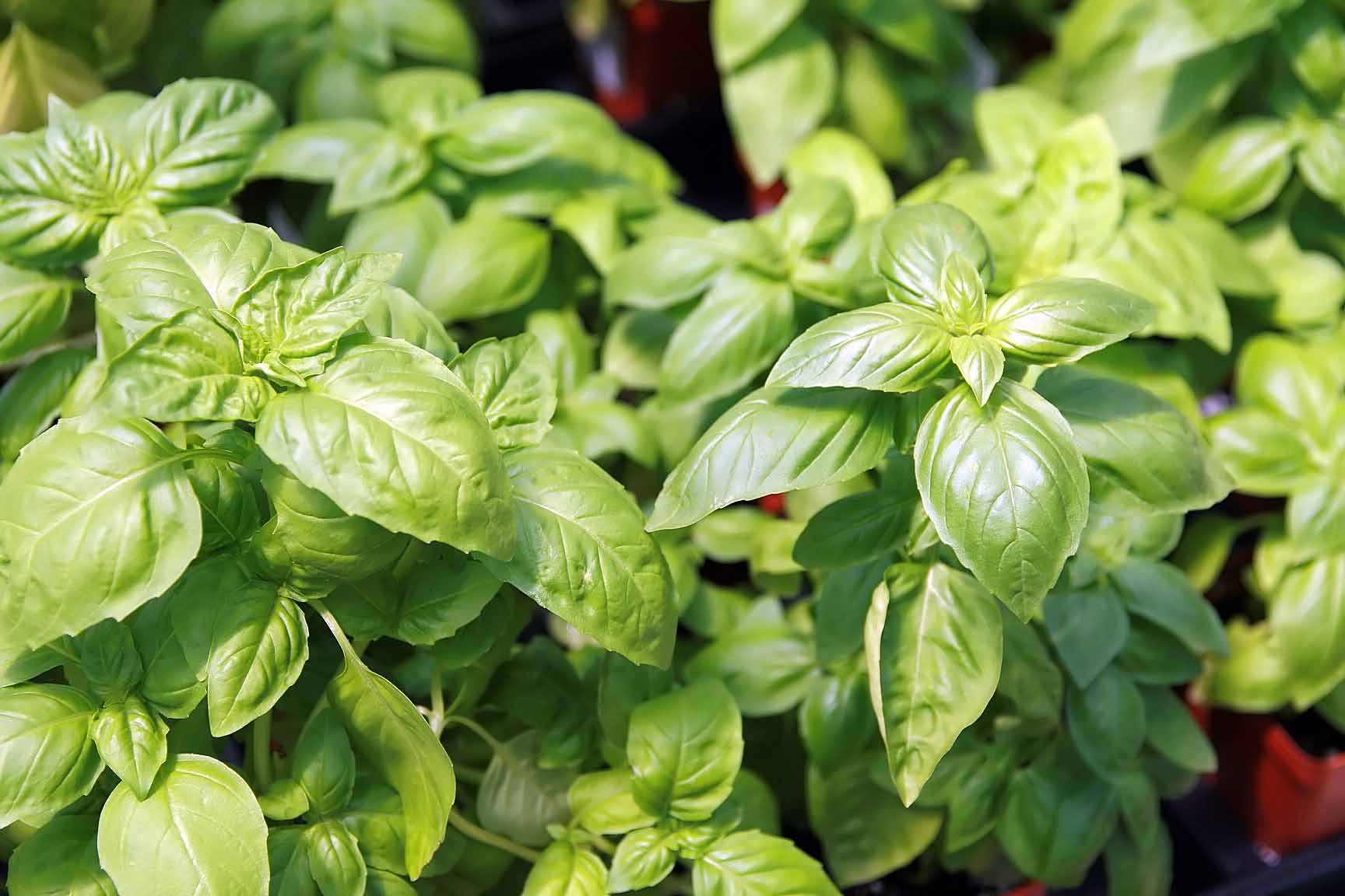 برگهای ریحان Ocimum basilicum در نمای نزدیک