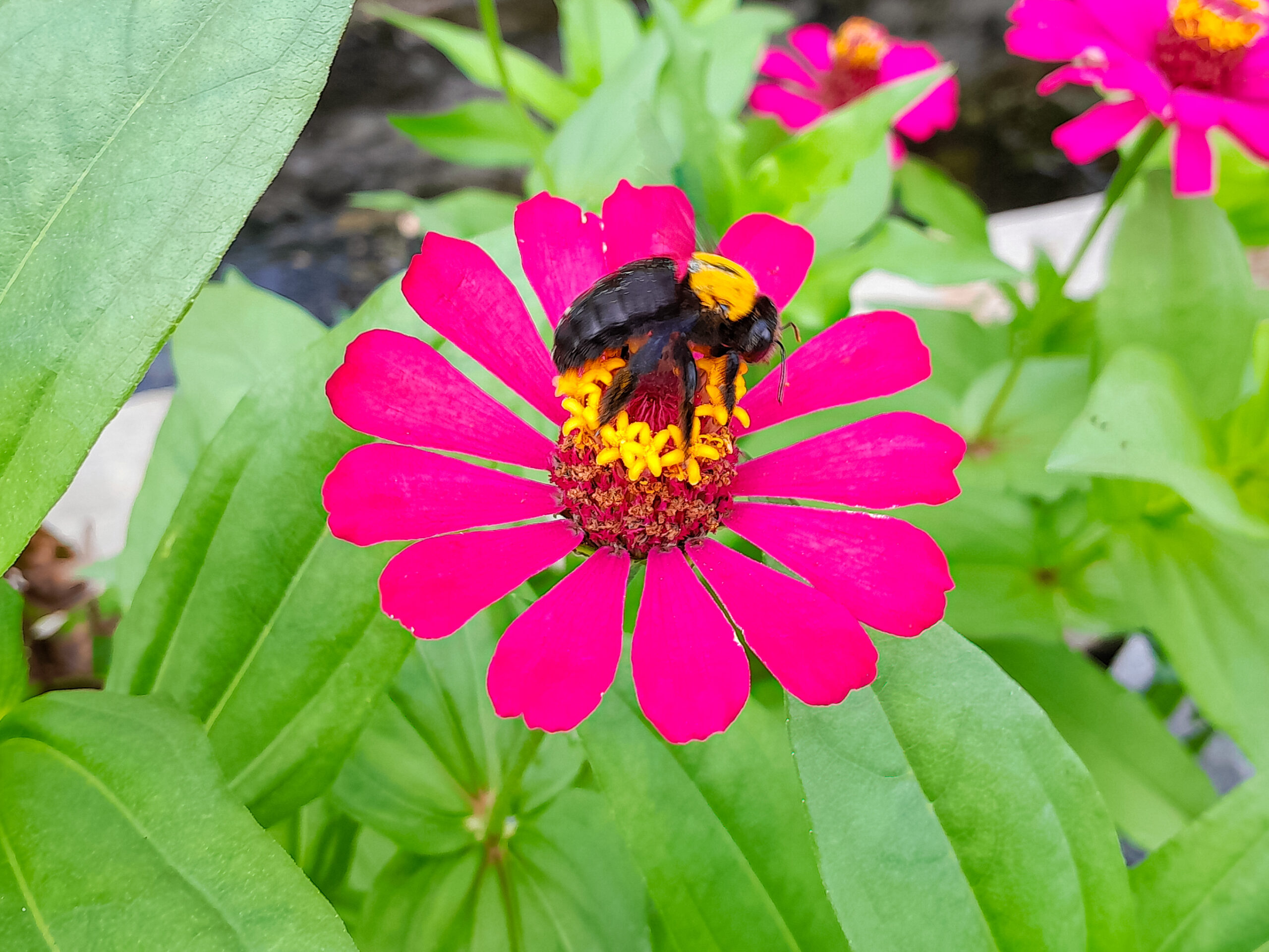زنبور در حال جمع‌آوری شهد از گل صورتی زینیا در فضای باغ