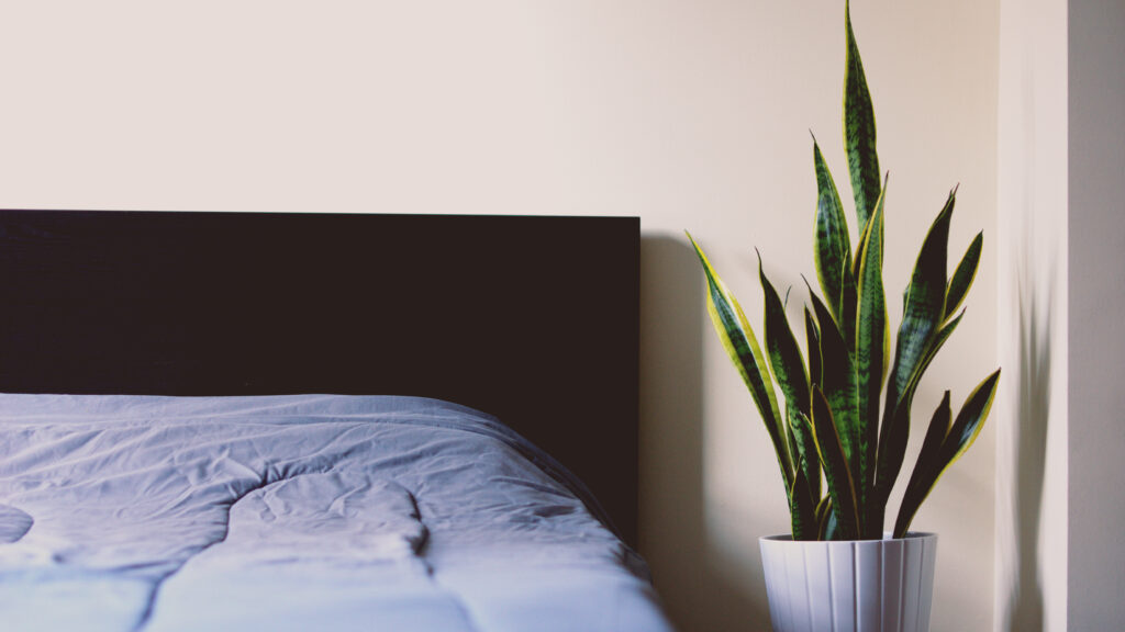 تنفس گیاهان در شب یعنی چه؟ مصرف اکسیژن، CO₂ و واقعیت گیاه در اتاق خواب گلدان گیاه آپارتمانی در گوشه اتاق خواب کنار تخت