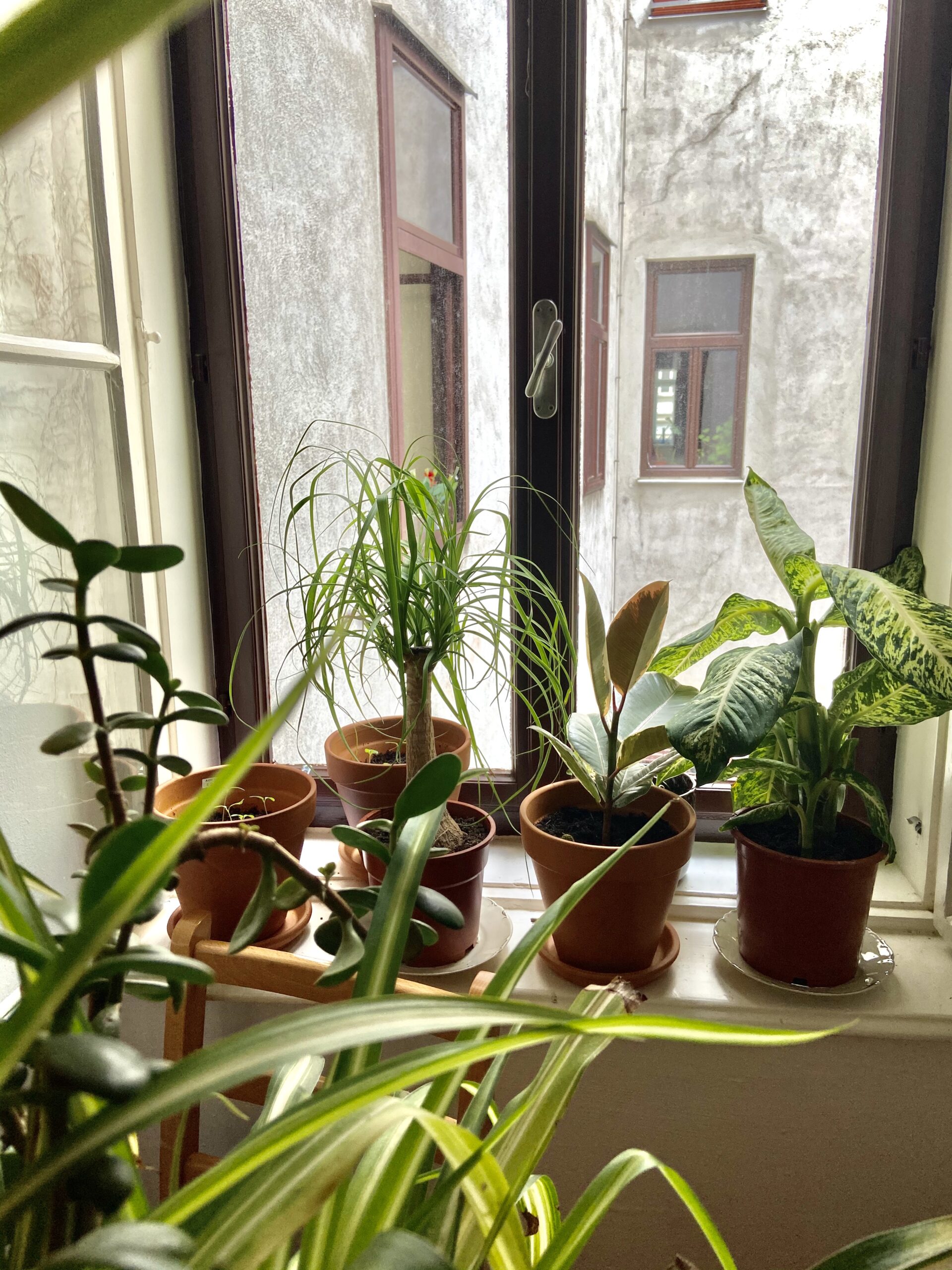 چند گیاه آپارتمانی در کنار پنجره یک آپارتمان با نور طبیعی یک‌طرفه