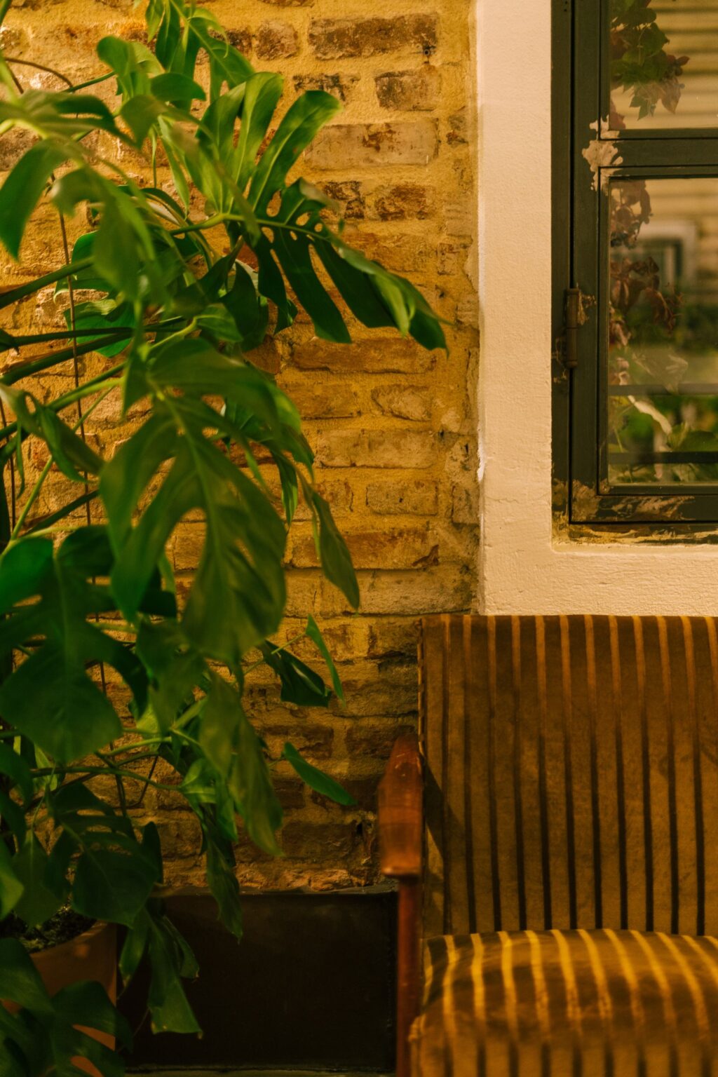 مونسترای بزرگ کنار مبل با حضور بصری قوی در نشیمن
