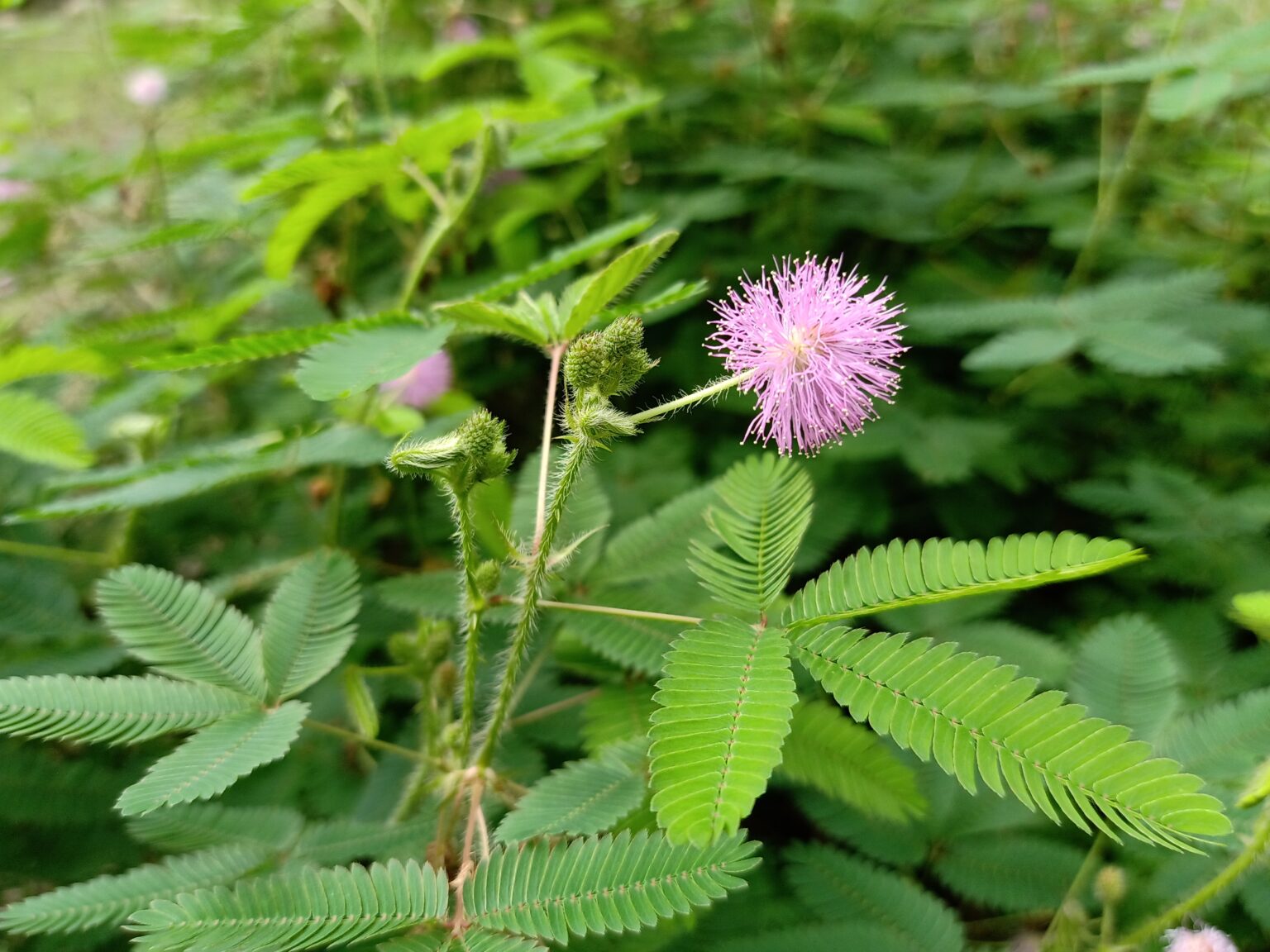 آیا گیاهان واقعا حافظه دارند؟ از حافظه تنش تا ادعای یادگیری گیاه میموزای حساس با برگهای باز و گل صورتی در فضای طبیعی
