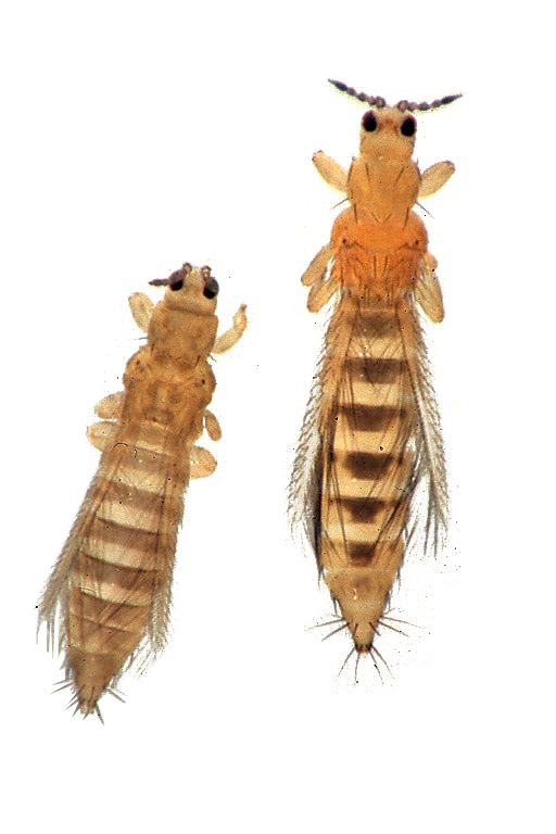 نمای نزدیک دو گونه تریپس Thrips tabaci و Frankliniella occidentalis