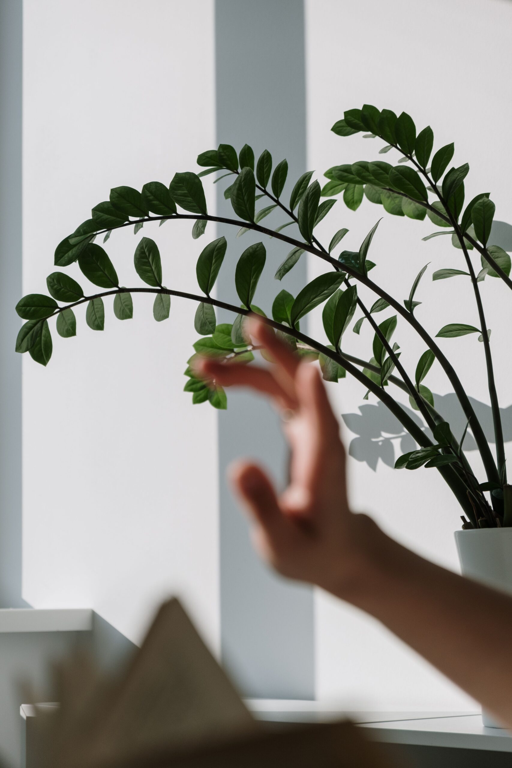 زامیفولیا Zamioculcas zamiifolia با برگچههای سبز براق و فرم ایستاده