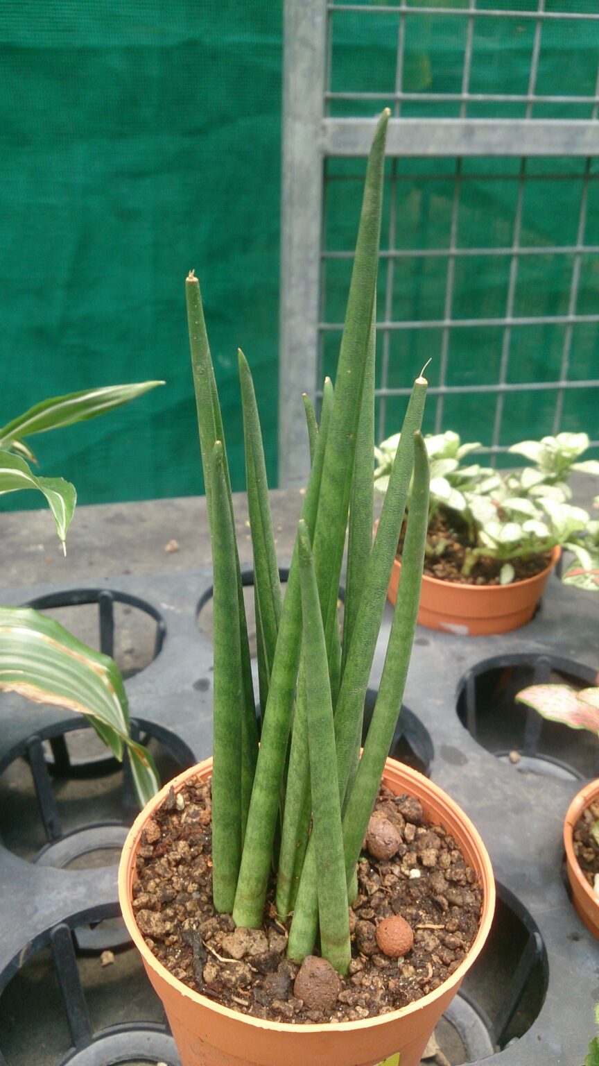 سانسوریا میکادو؛ Dracaena bacularis و تفاوت با سیلندریکا و فرنوود سانسوریا میکادو با برگهای باریک و استوانهای پرتعداد