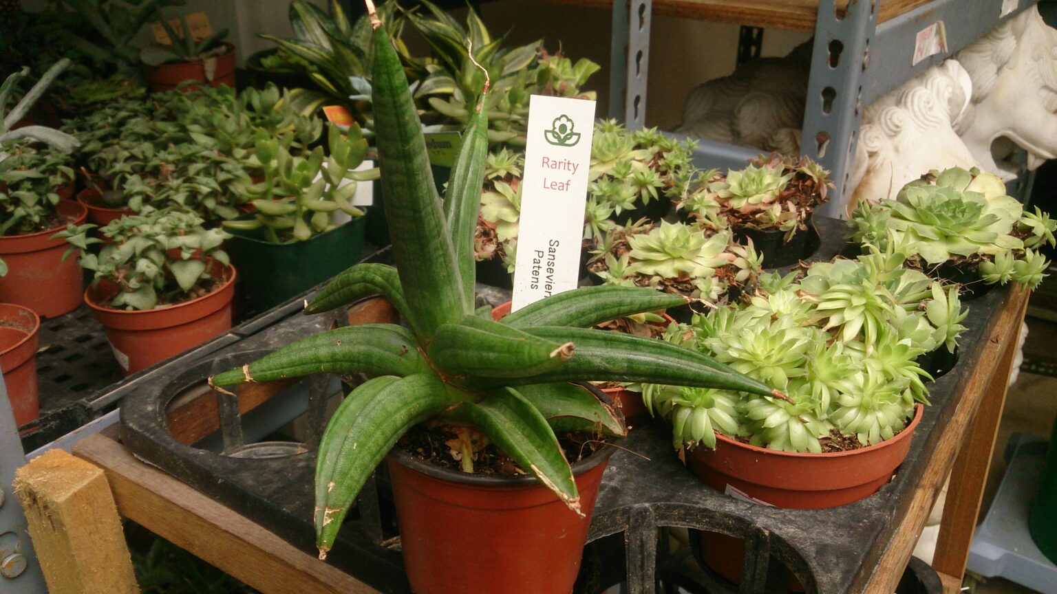 سانسوریا پاتنس؛ Dracaena varians و تفاوت با سیلندریکا و سامورایی سانسوریا پاتنس با برگهای ضخیم و بازشونده در چند جهت