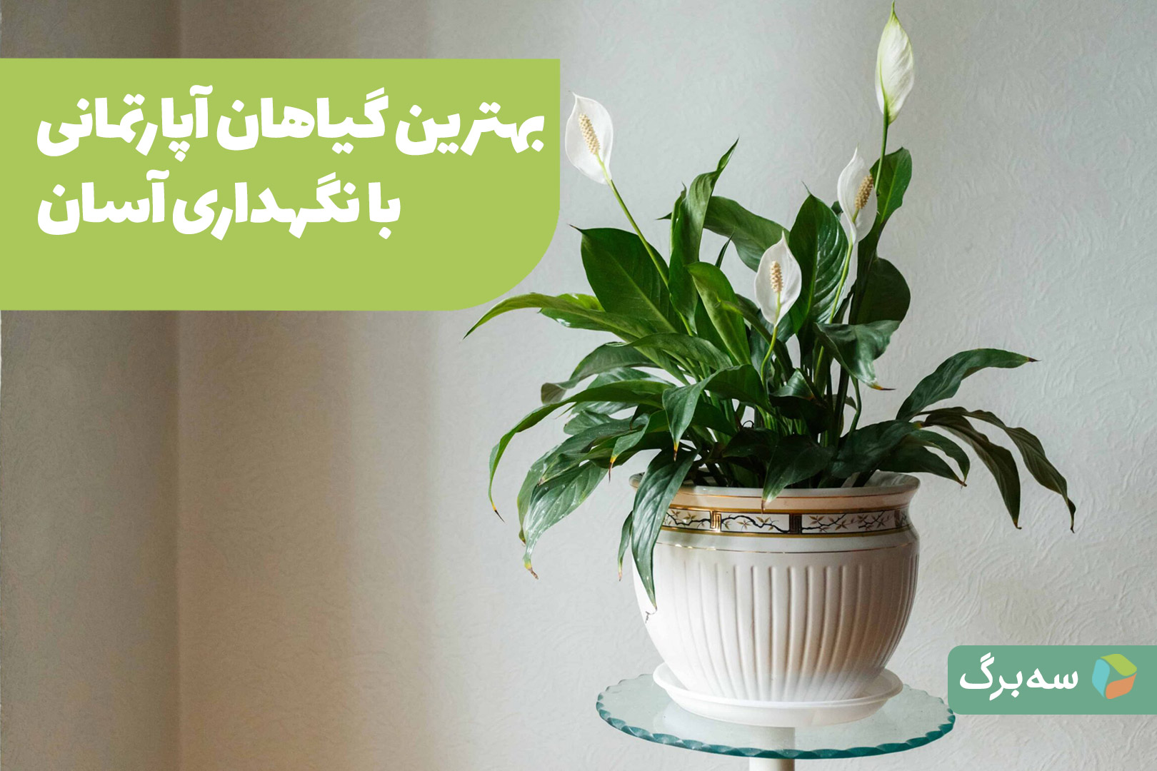 چند گیاه آپارتمانی در فضای داخلی با نور محدود
