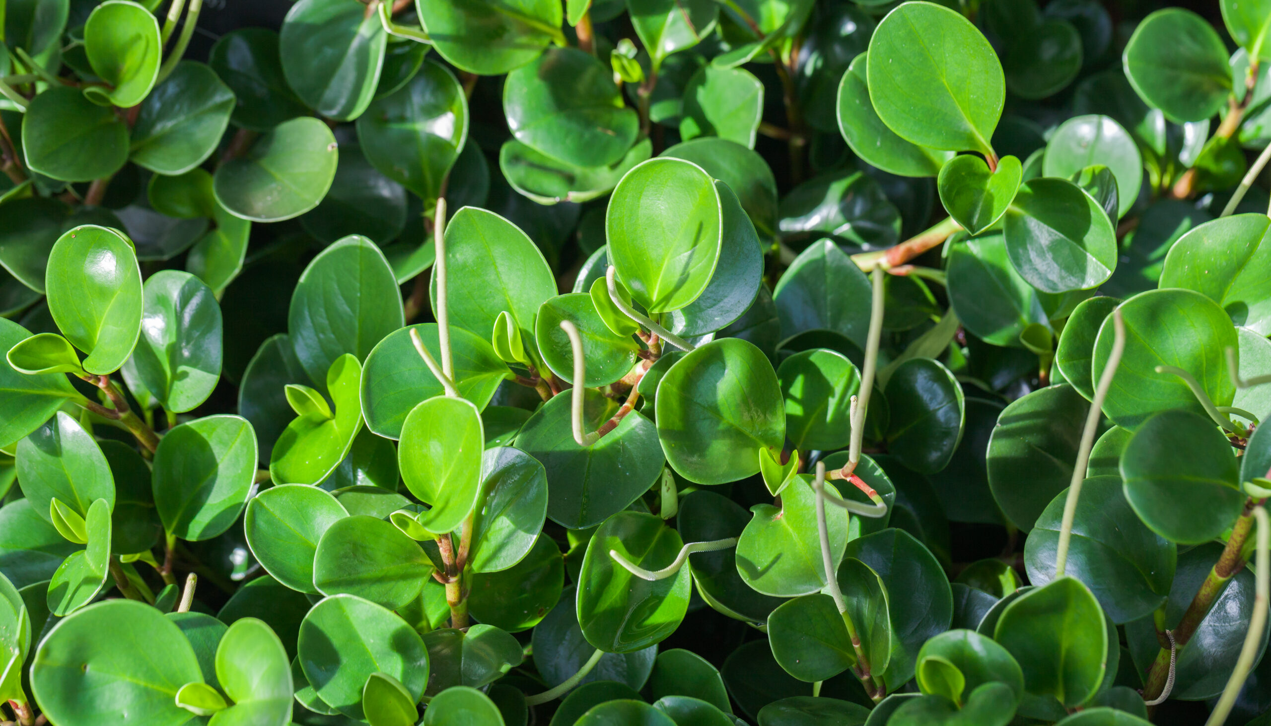 پپرومیا قاشقی Peperomia obtusifolia با برگ‌های ضخیم در فضای گلخانه‌ای