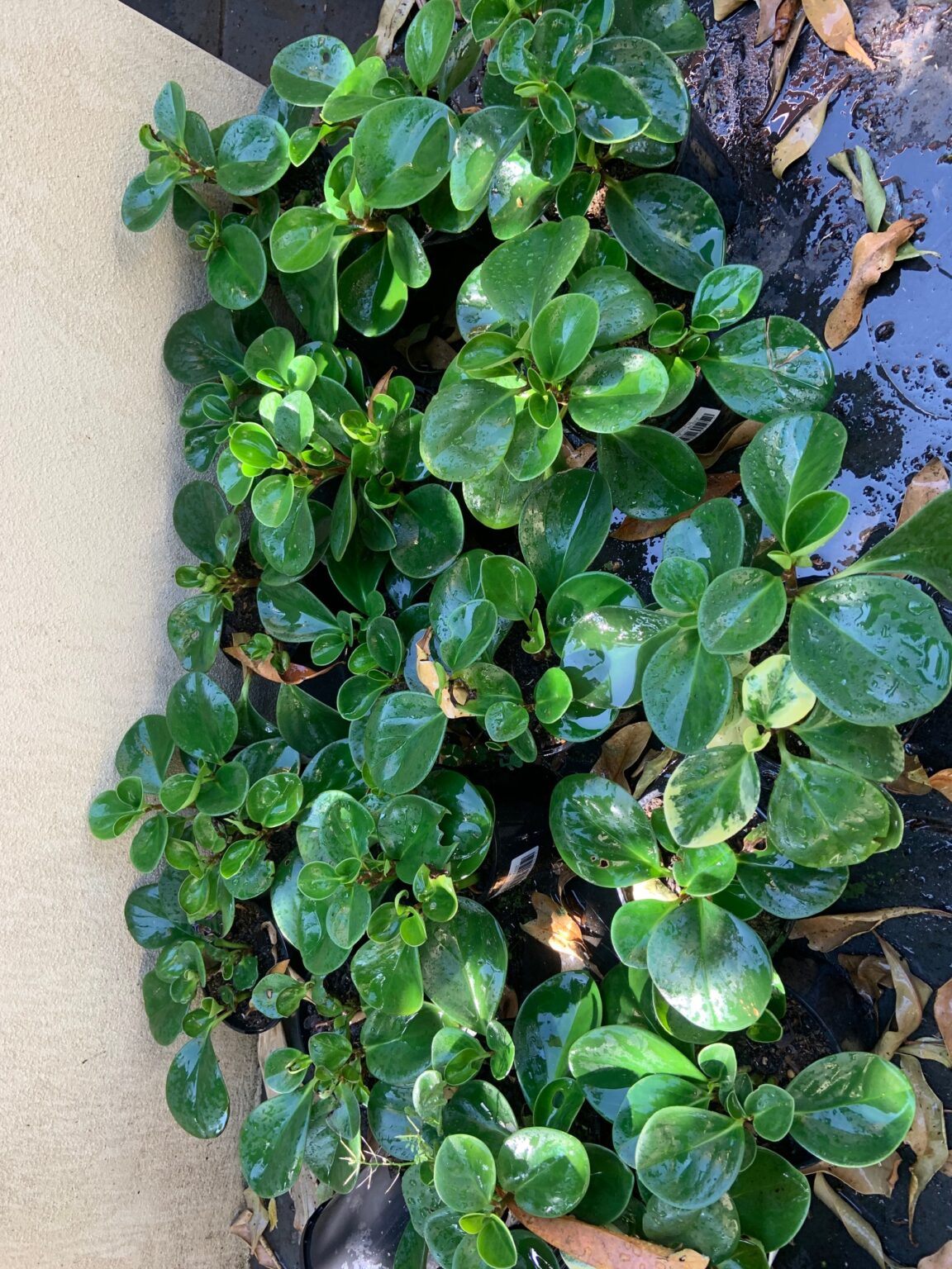 پپرومیا قاشقی پپرومیا قاشقی سبز (Peperomia obtusifolia)