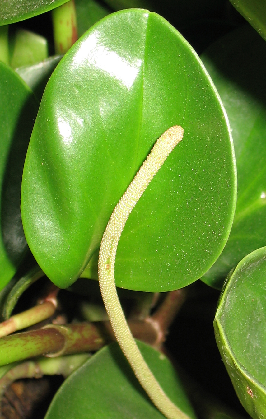 سنبله گل پپرومیا قاشقی (Peperomia obtusifolia)