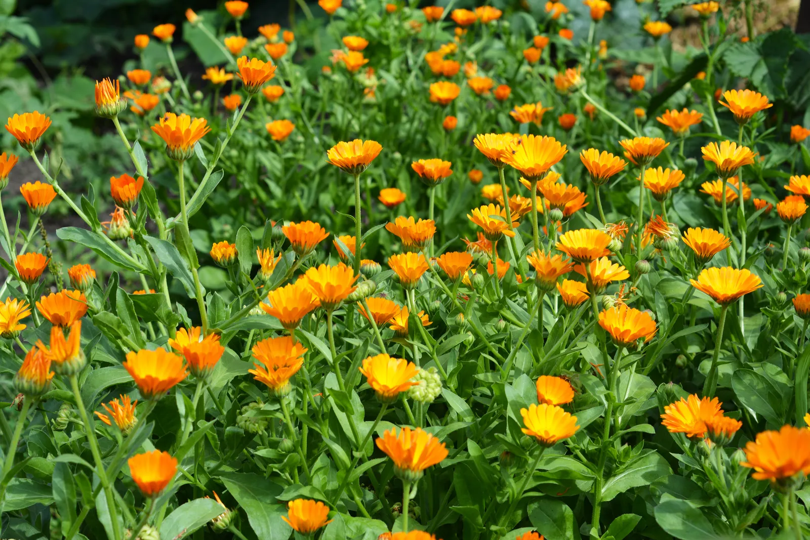 گل همیشه‌بهار Calendula officinalis با گل‌های زرد و نارنجی