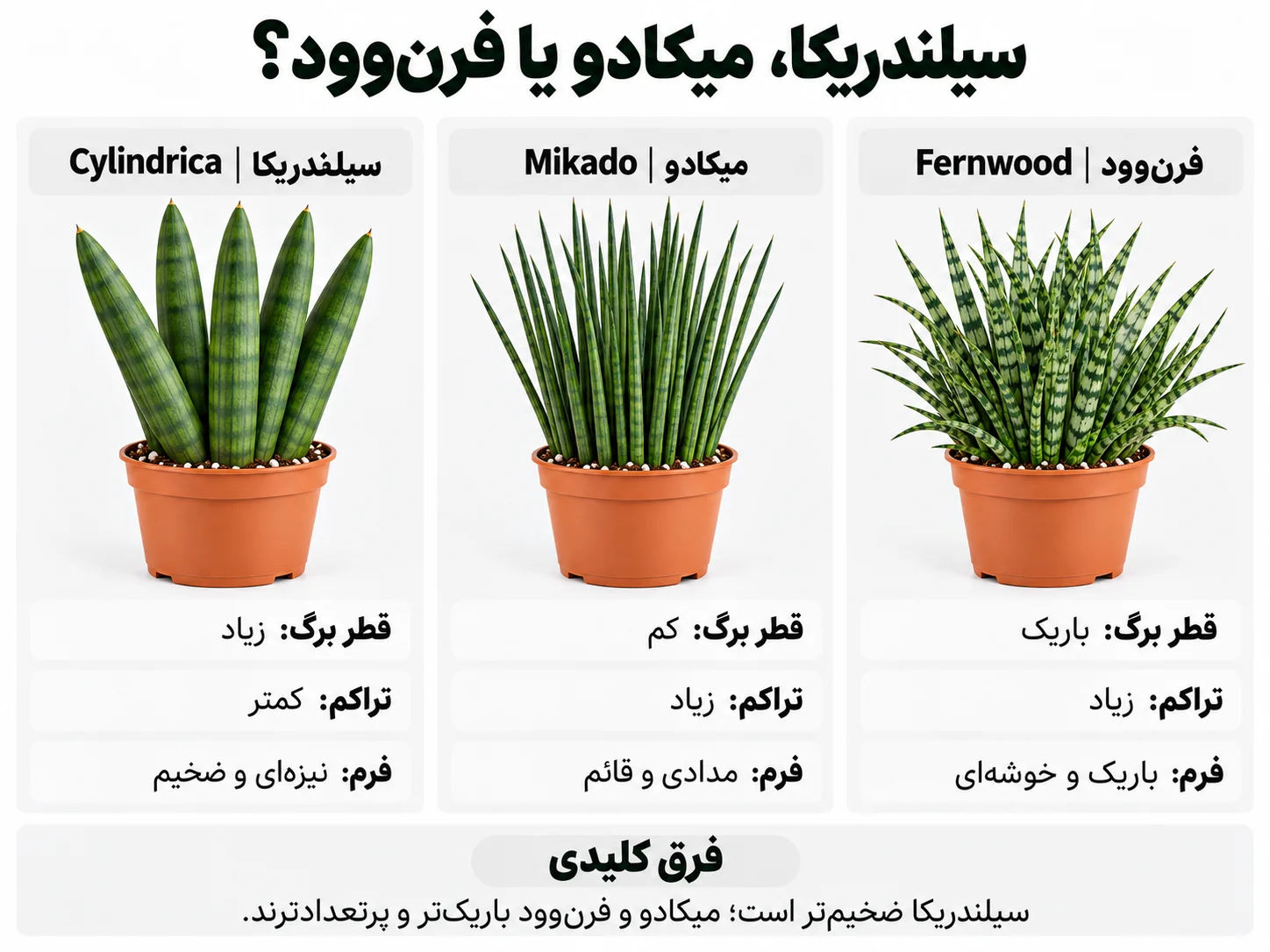 مقایسه تصویری سیلندریکا، میکادو و فرنوود