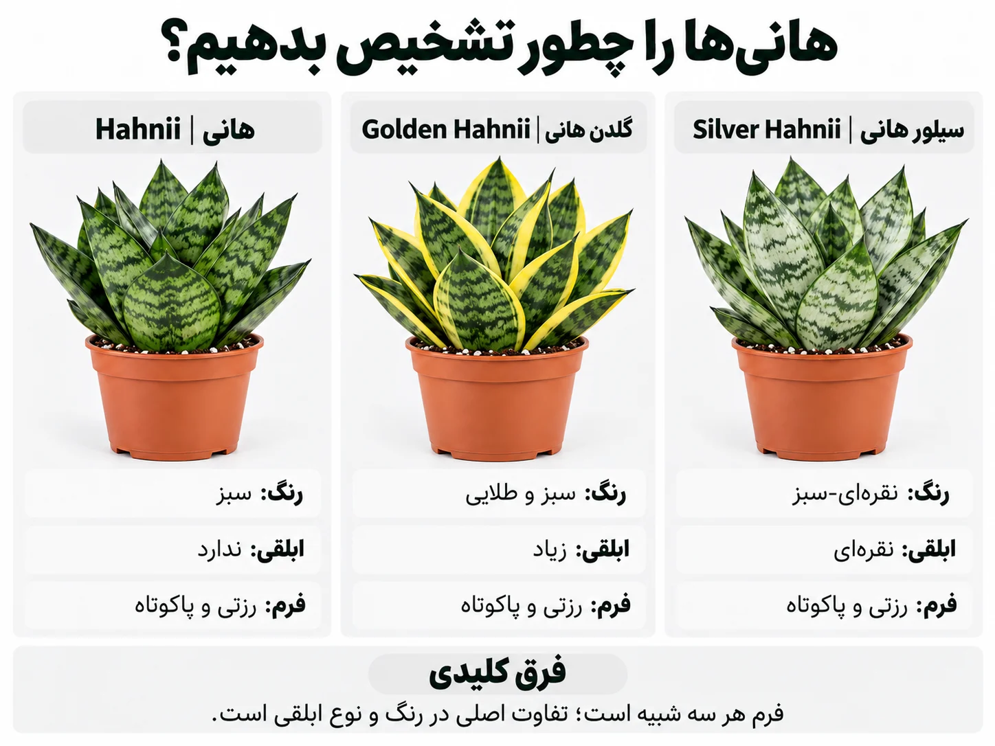 مقایسه تصویری هانی، گلدن هانی و سیلور هانی