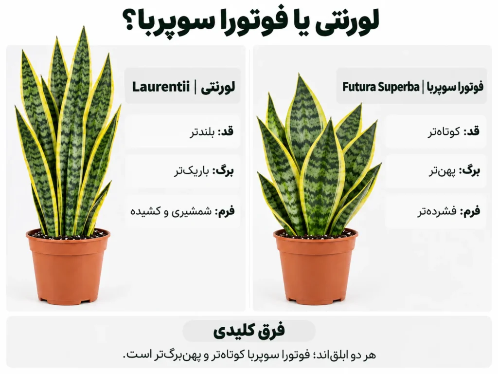 آیا سانسوریا سقف کوتاه را بلندتر نشان میدهد؟ نقش فرم عمودی در چیدمان مقایسه تصویری سانسوریا لورنتی بلند و شمشیری با فوتورا سوپربای کوتاهتر و پهنتر
