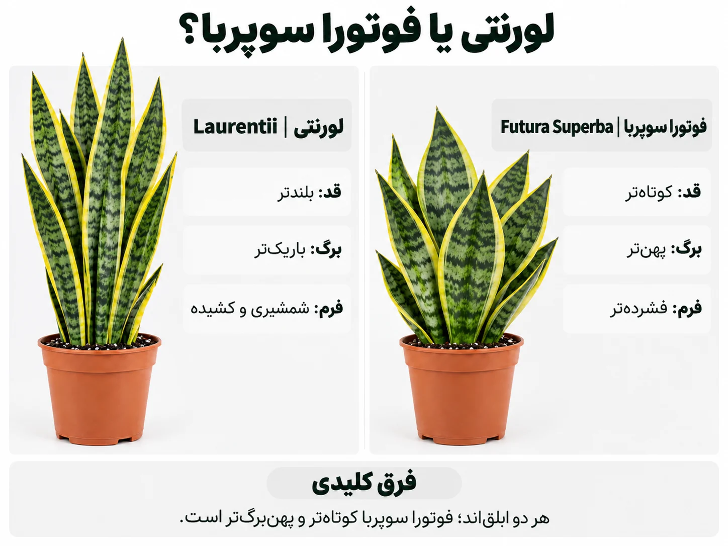 مقایسه تصویری سانسوریا لورنتی و فوتورا سوپربا