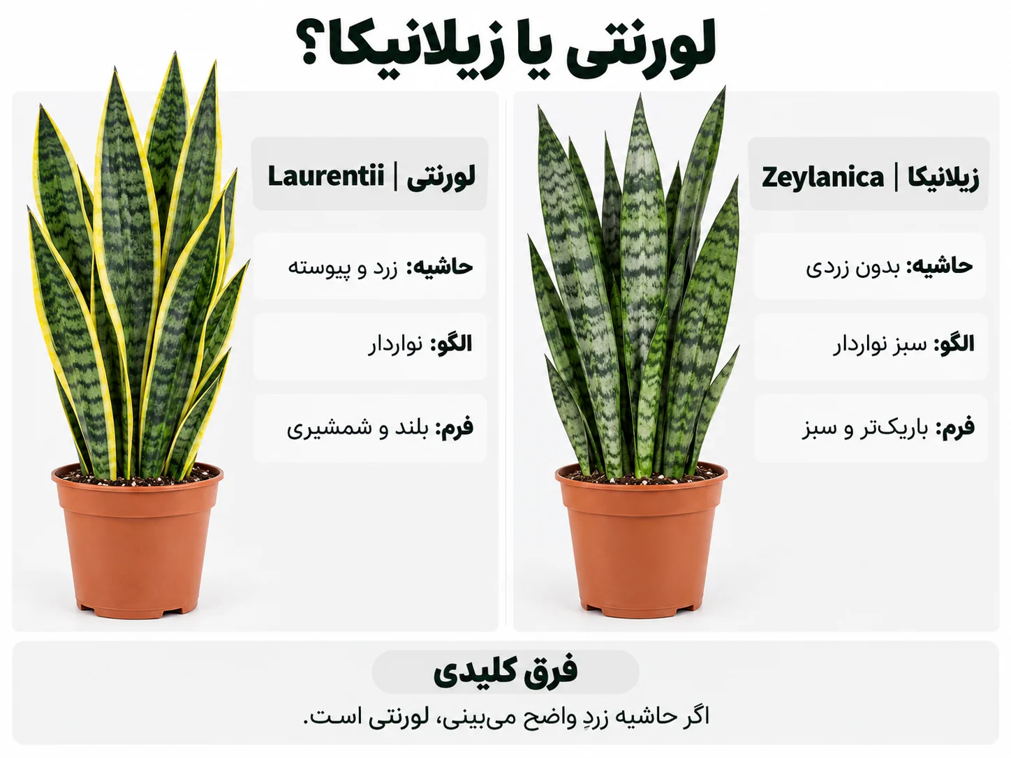 مقایسه تصویری سانسوریا لورنتی و زیلانیکا