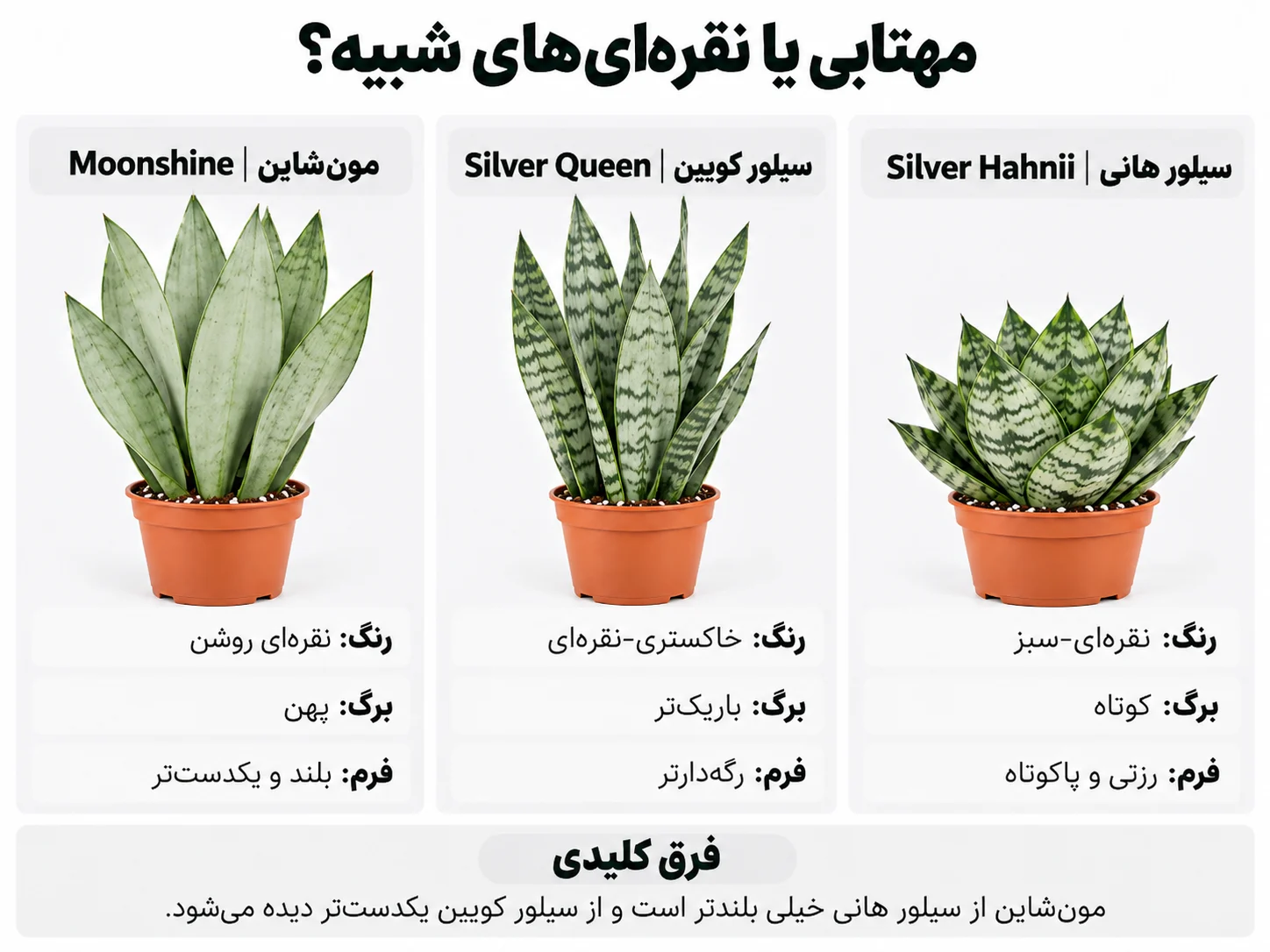 مقایسه تصویری مونشاین، سیلور کویین و سیلور هانی