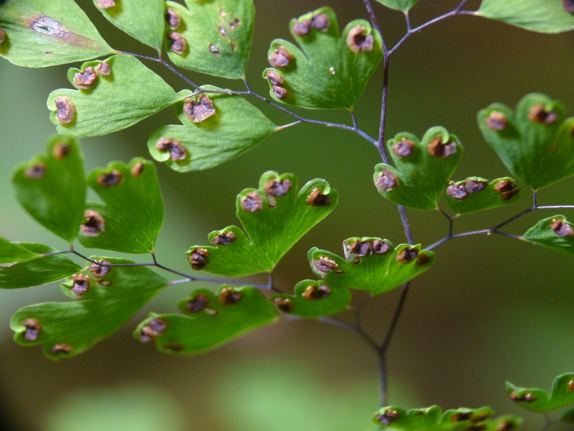 پرسیاوشان Adiantum raddianum با ساقههای ظریف تیره و برگچههای سبز