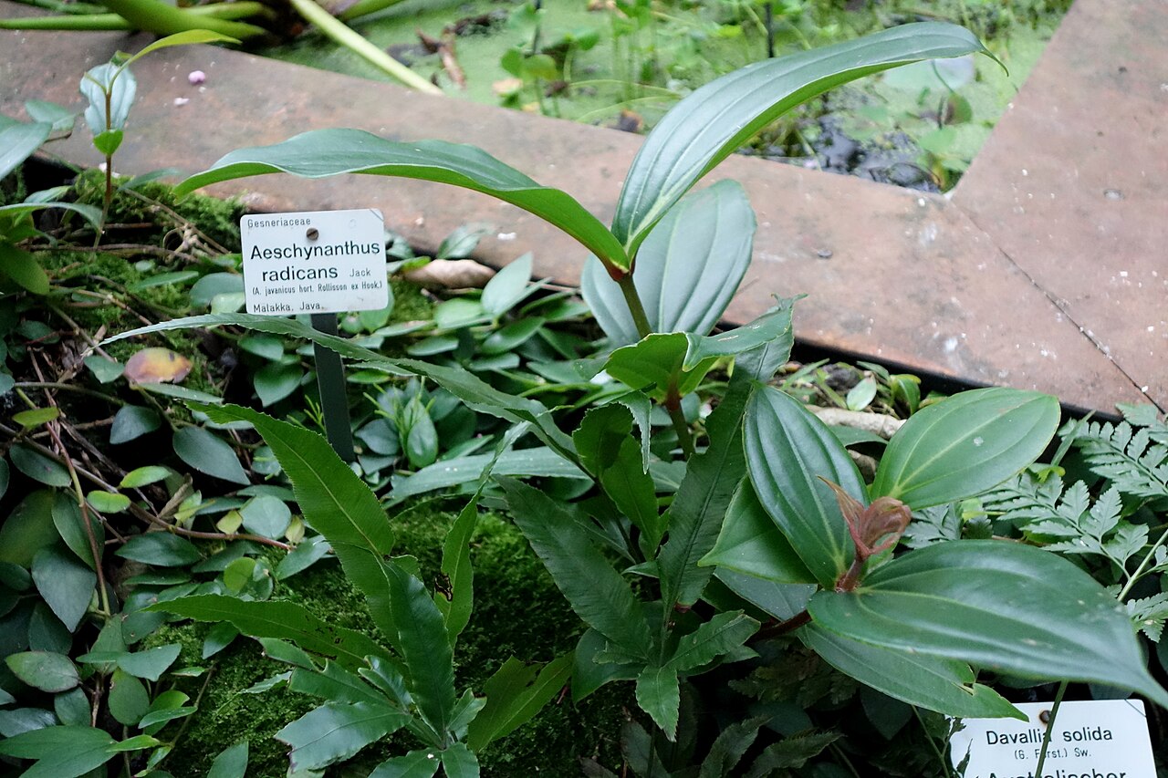 عکس واقعی Aeschynanthus radicans در باغ گیاهشناسی درسدن