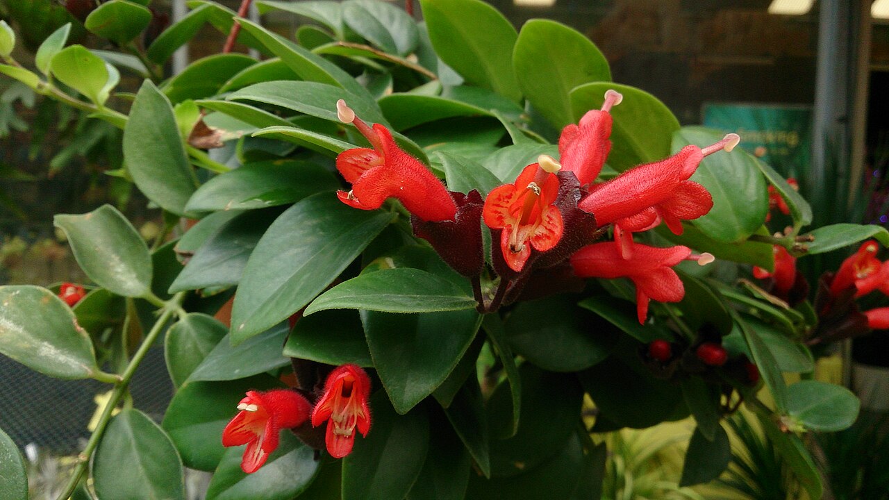 عکس واقعی گلهای قرمز گونه Aeschynanthus radicans