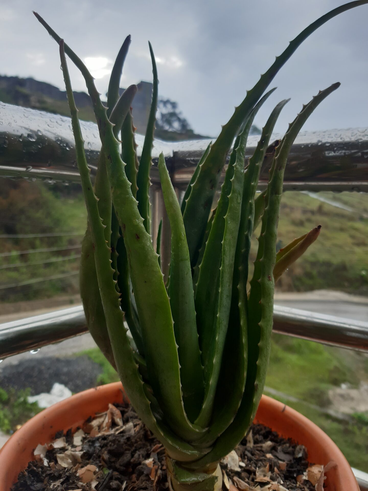 آلوئهورا Aloe vera در گلدان